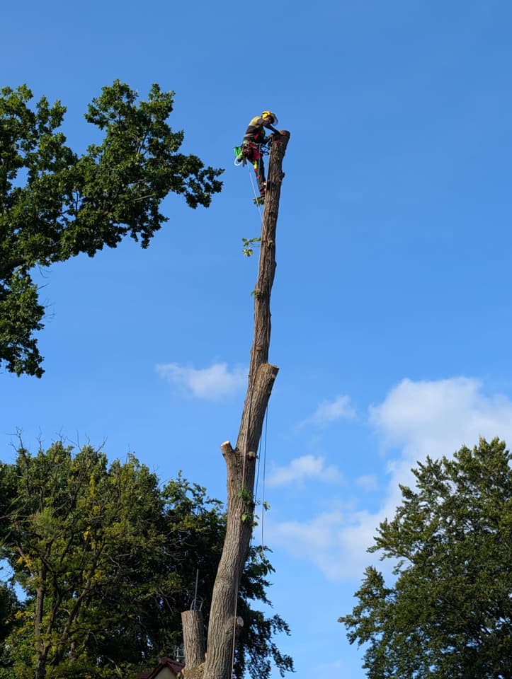 Zdjęcie 11